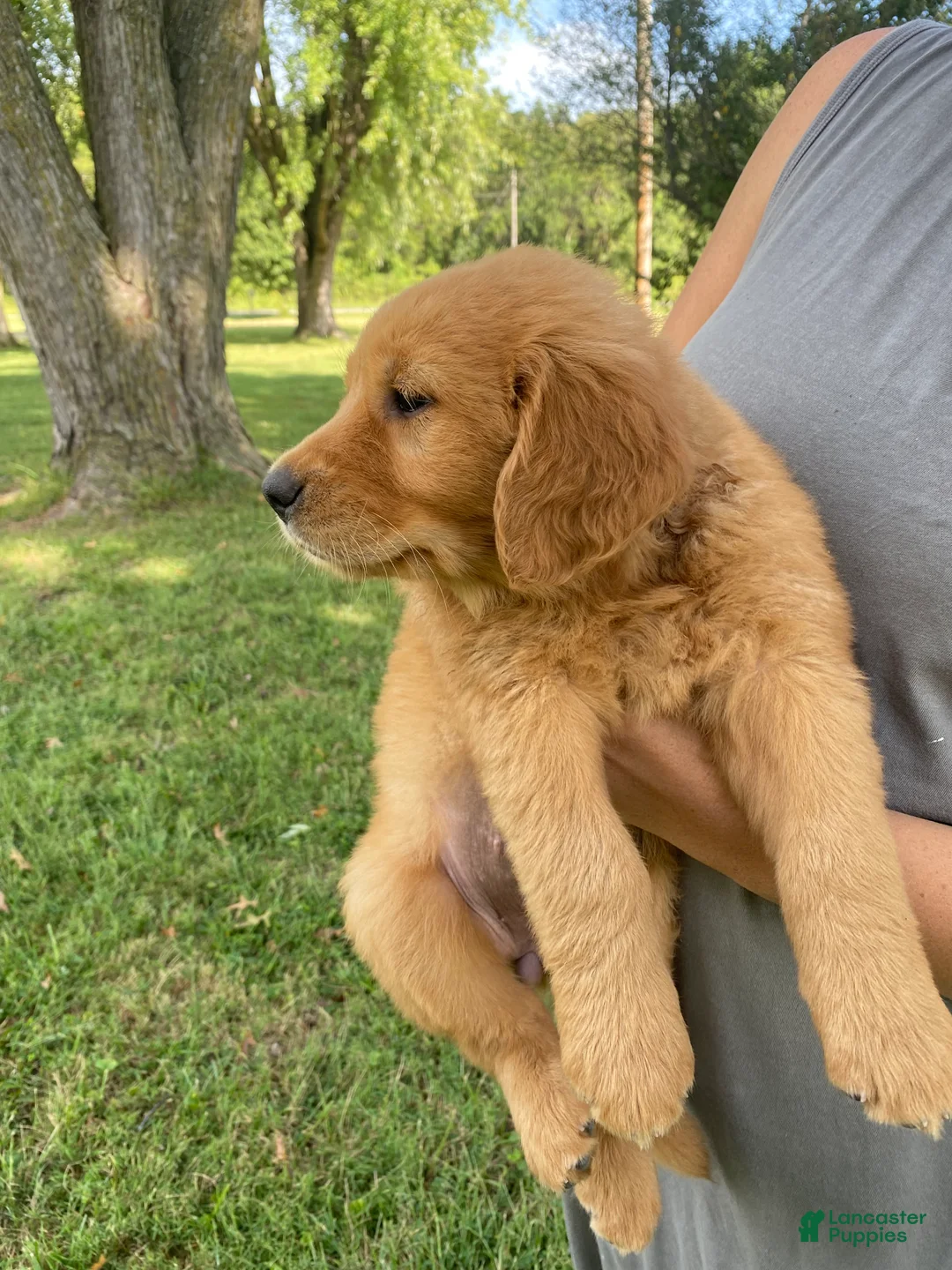 Golden Retriever dogs for sale: Mellow Yellow - Ad 2