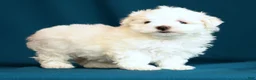 Maltese dogs for sale: Angie - Ad 8