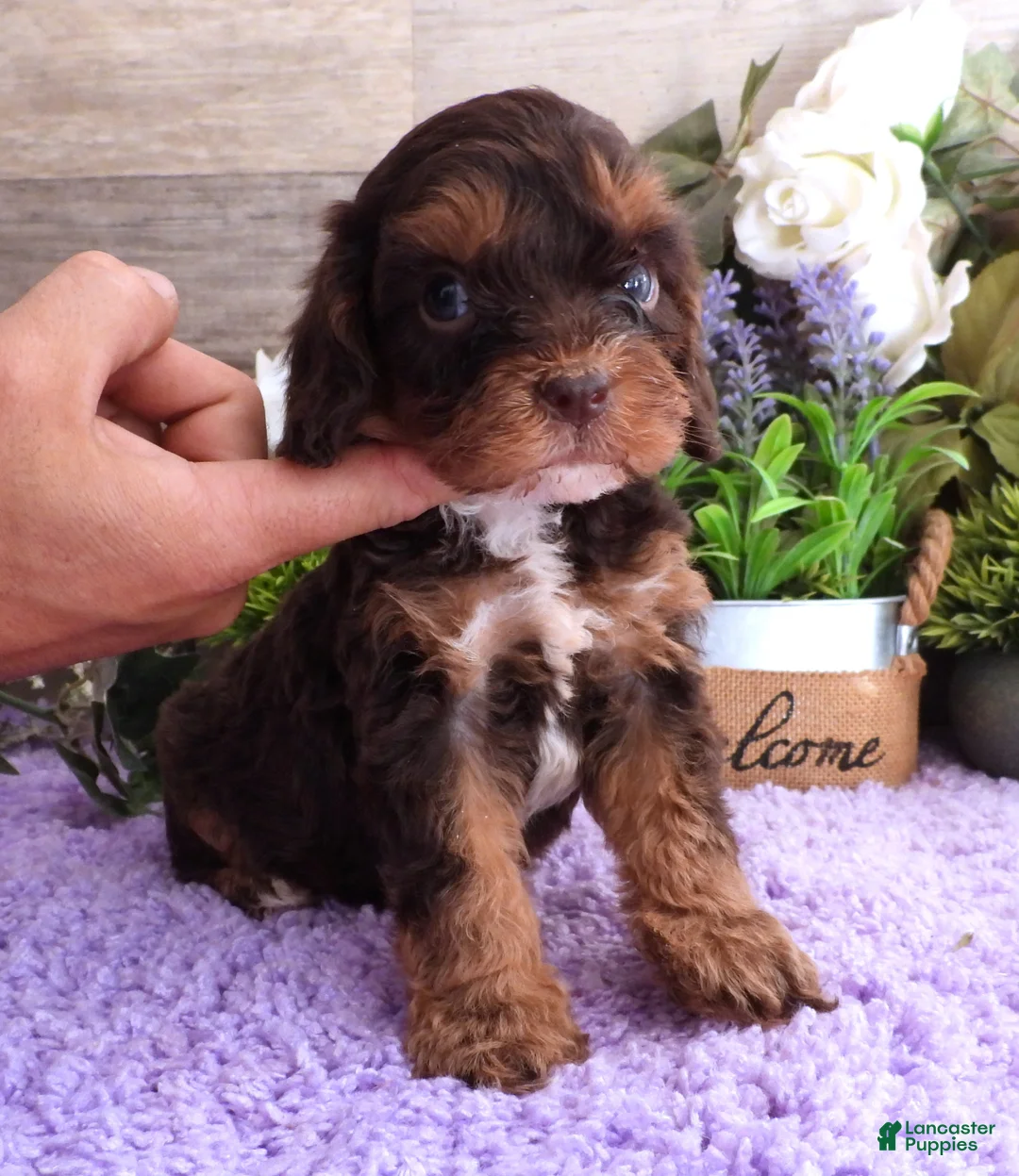 Cavapoo dogs for sale: Roxy's #1 Male - Ad 2