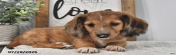 Miniature Dachshund dogs for sale: Miles - Ad 4