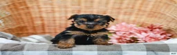 Yorkshire Terrier dogs for sale: Mocha - Ad 4
