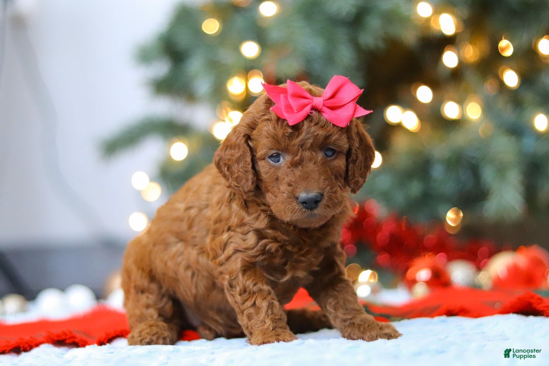 Mixed Breed dogs for sale: Gina – Female (F7926) - Ad 3