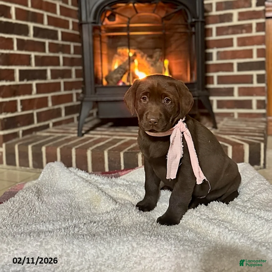 Labrador Retriever dogs for sale: Buttercup - Ad 3