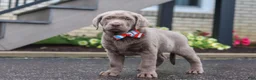 Labrador Retriever dogs for sale: Gunner - Ad 5
