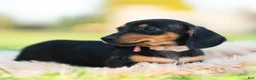 Miniature Dachshund dogs for sale: Pixiebean AKC - Ad 6