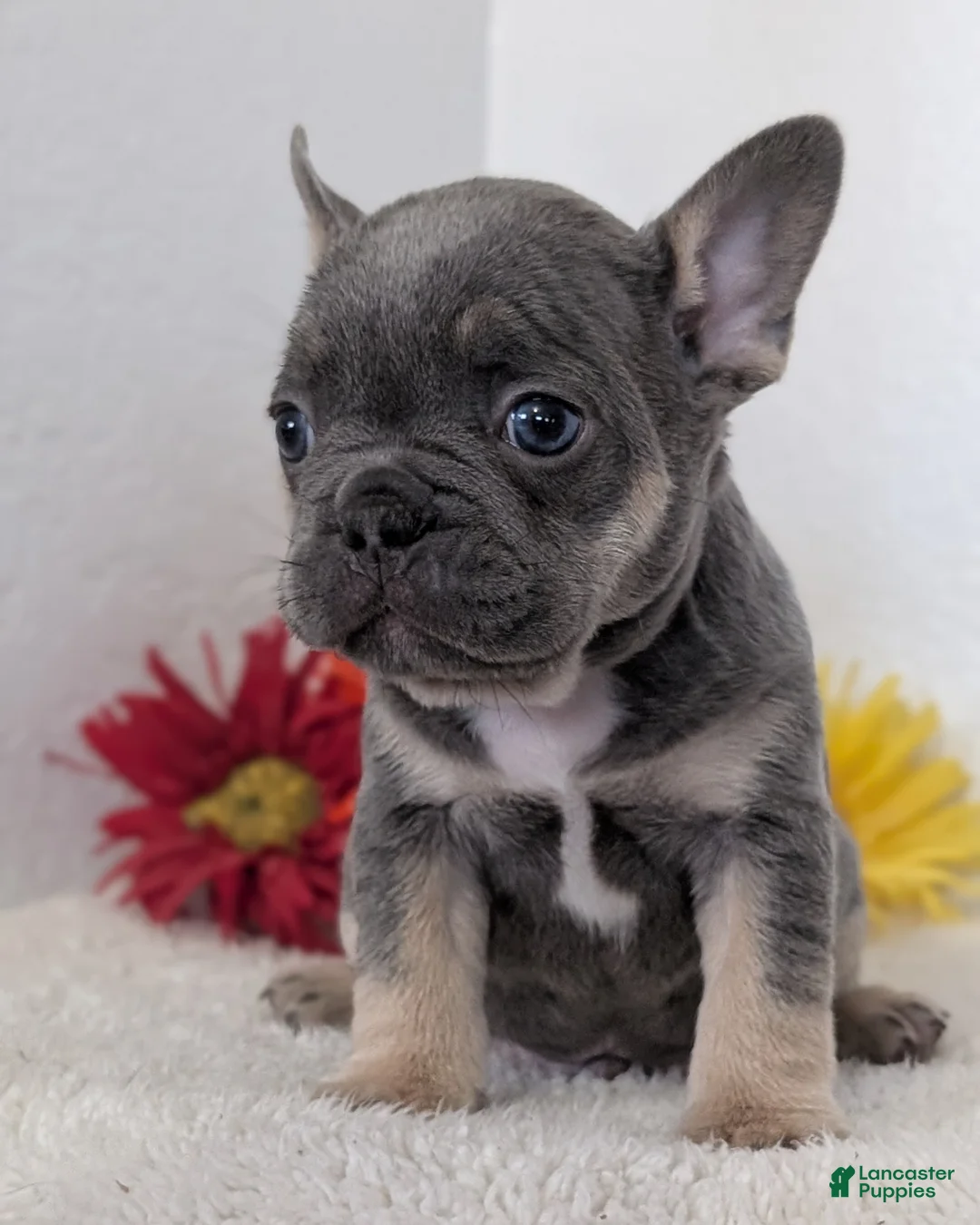 French Bulldog dogs for sale: Turbo - Ad 2