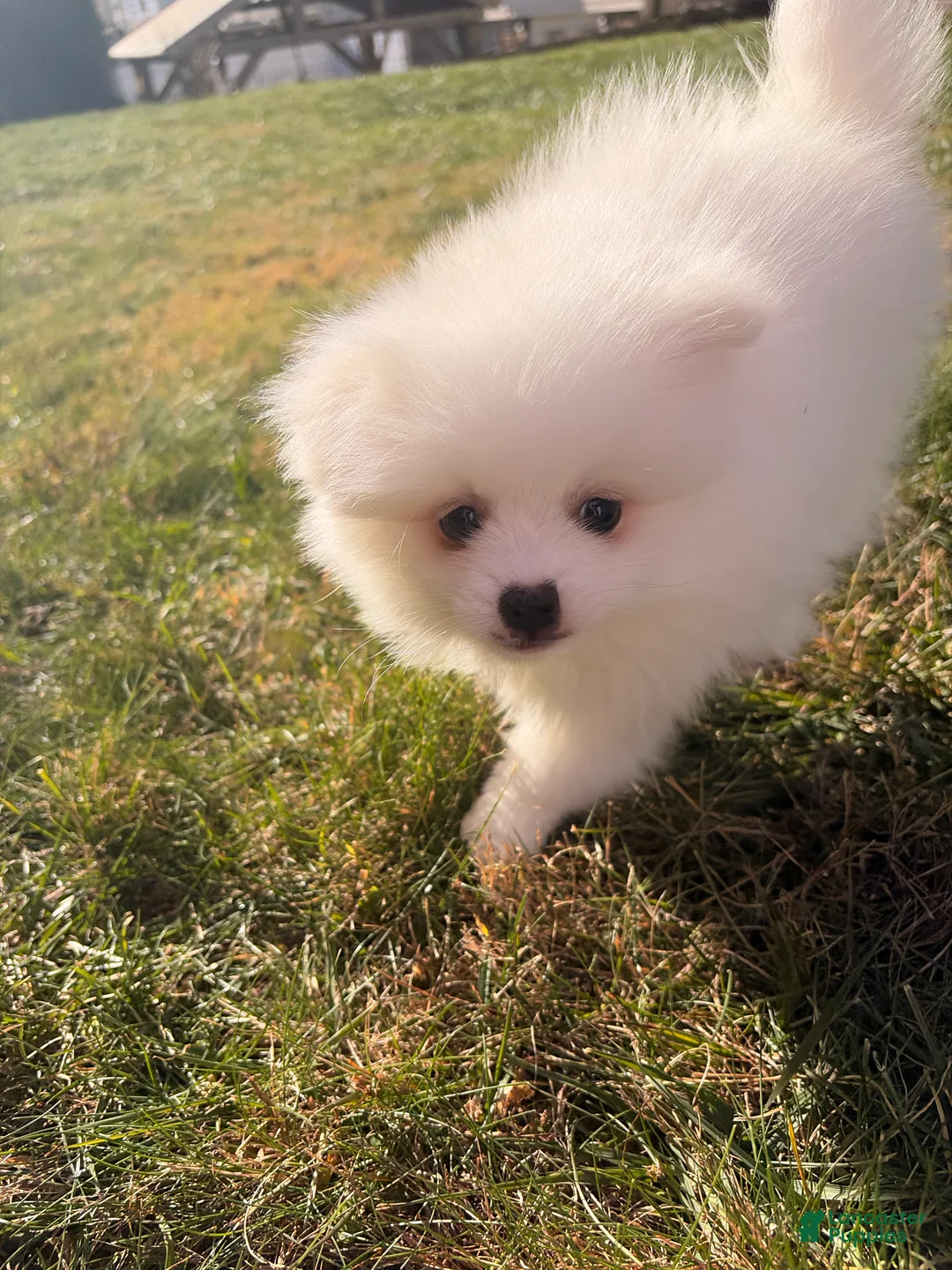 Pomeranian dogs for sale: snowy - Ad 2