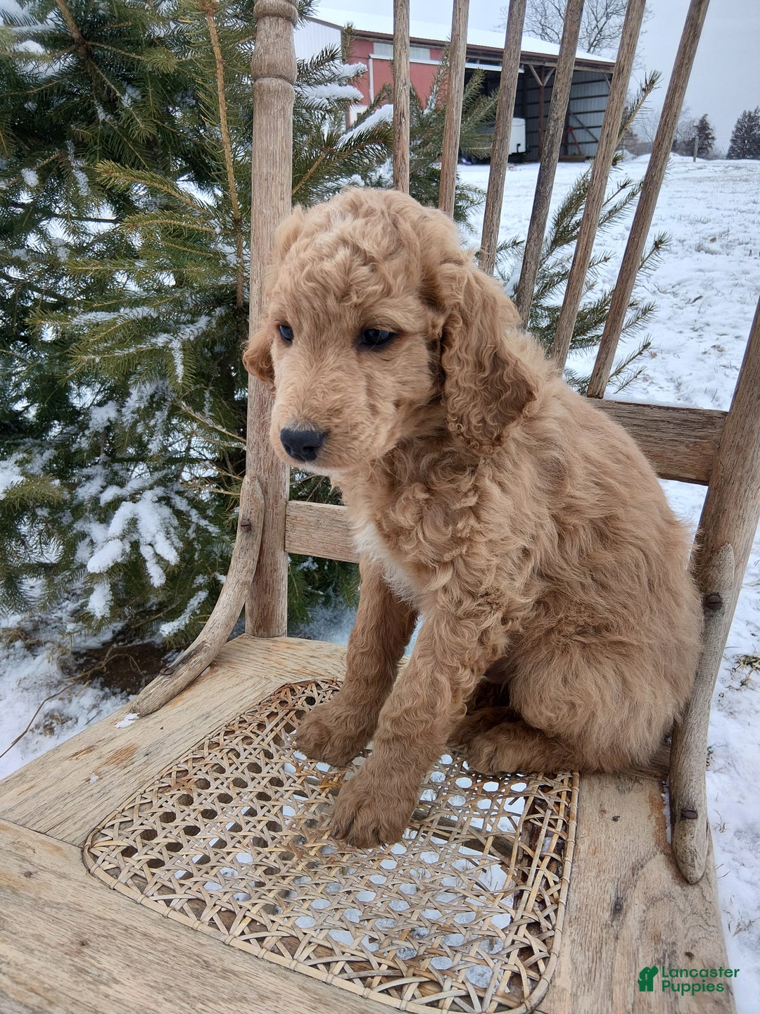 Irish Doodle dogs for sale: F1B Max - Ad 3
