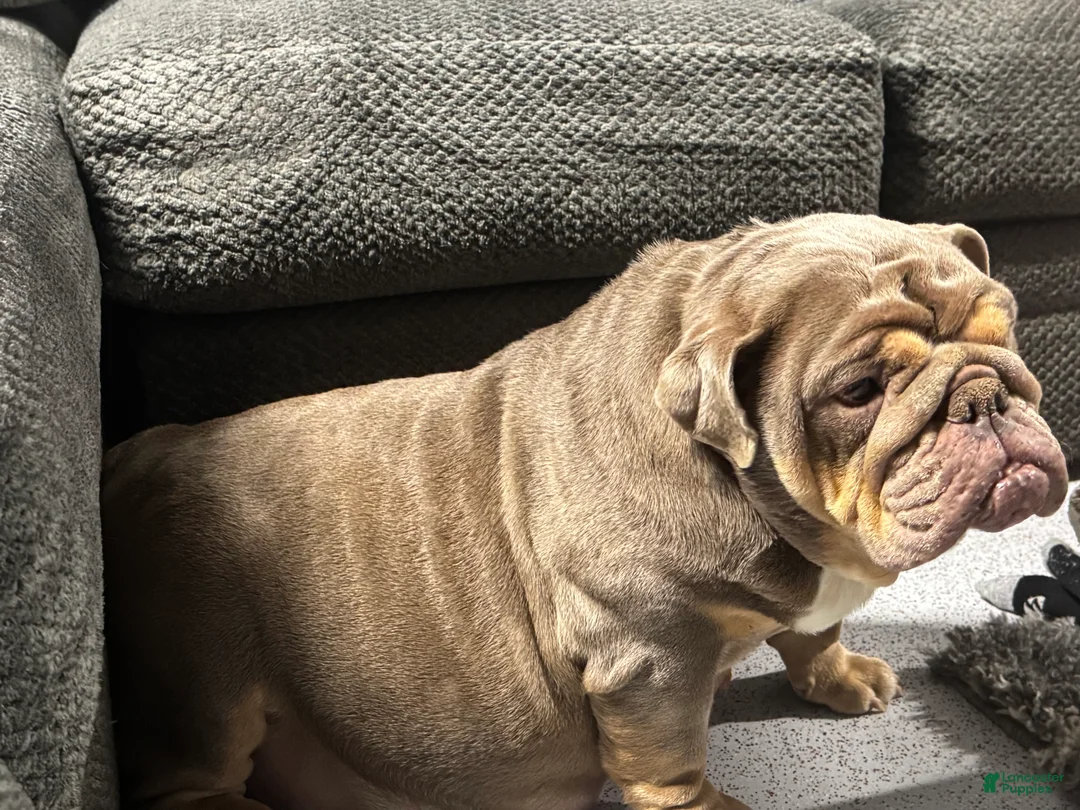 English Bulldog dogs for sale: Junie - English Bulldog - Ad 5