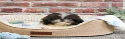 Shih Tzu dogs for sale: Aztec - Ad 7