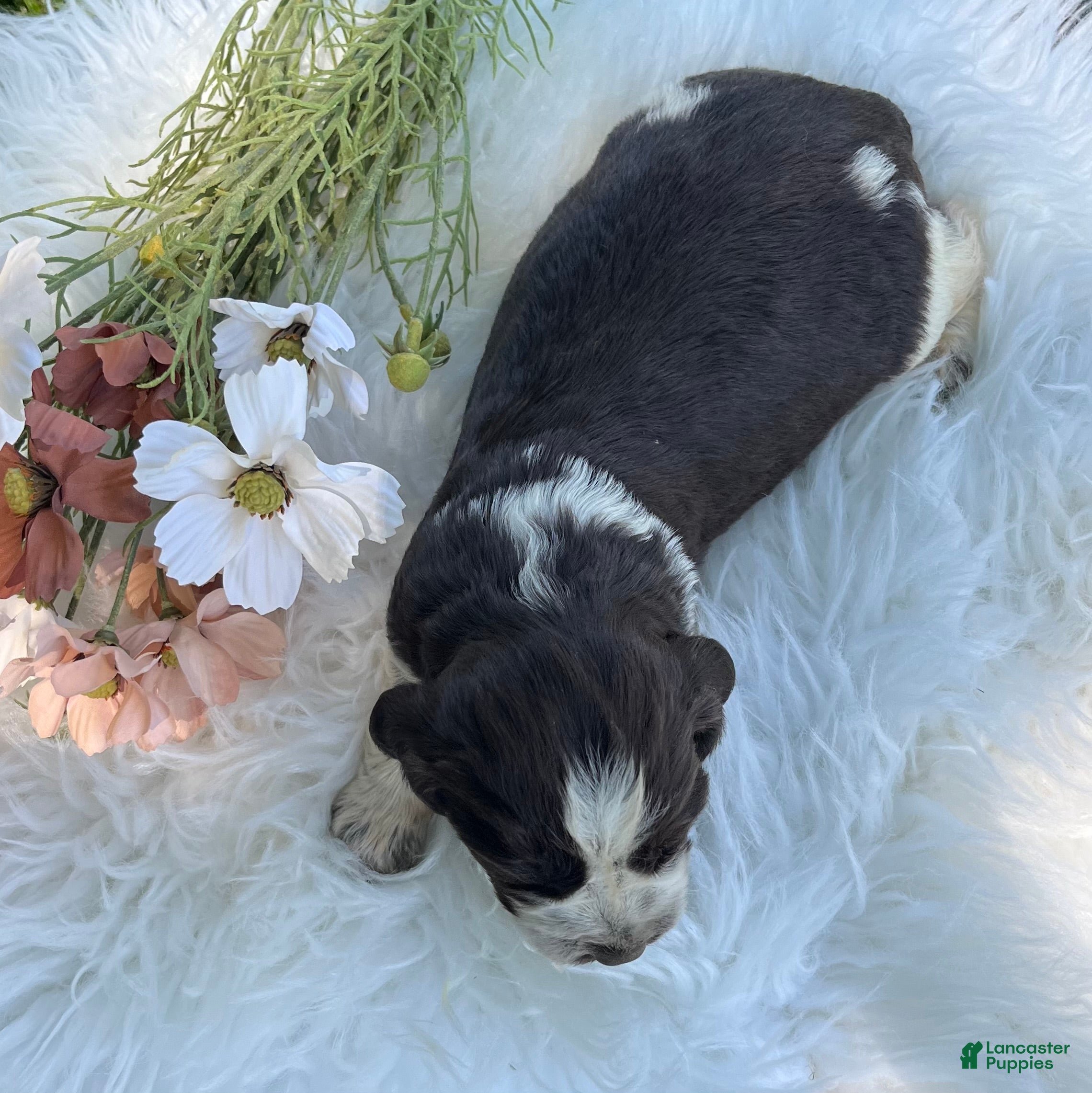 English Springer Spaniel dogs Disney - Ad 2