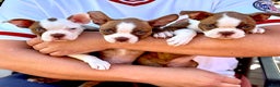 Boston Terrier dogs for sale: Boston Terrier Puppy 1 - Ad 2