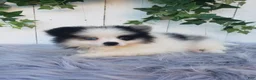 Pomeranian dogs for sale: Cody  - Ad 4
