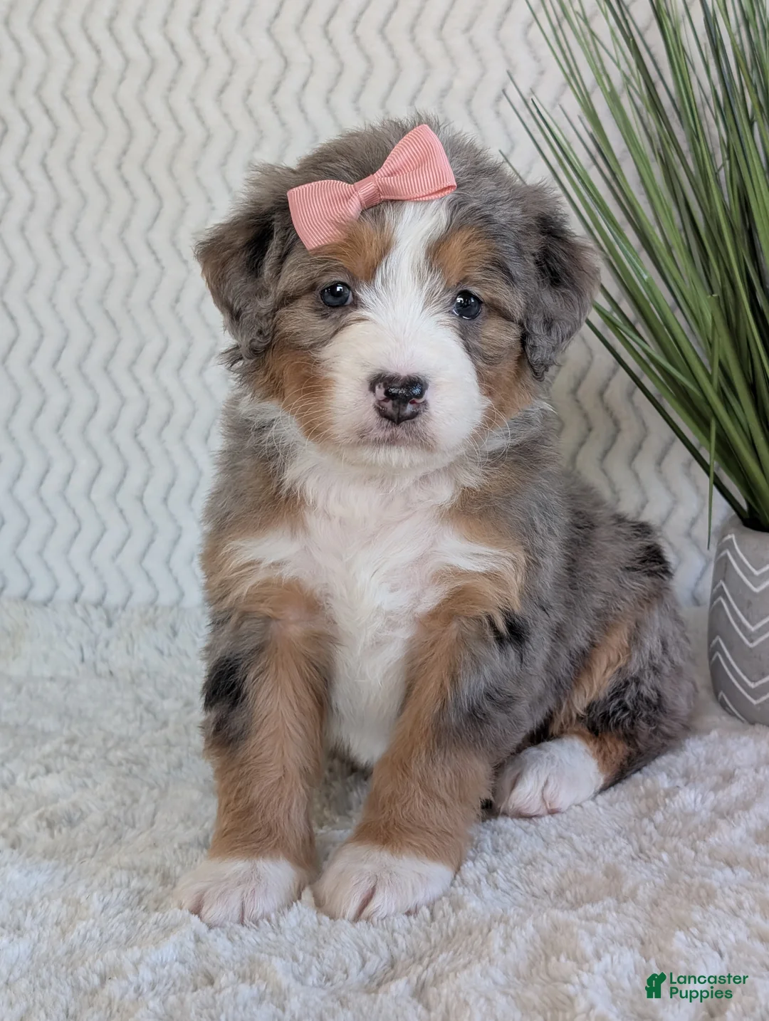 Mini Bernedoodle dogs for sale: Mini Indy  - Ad 5