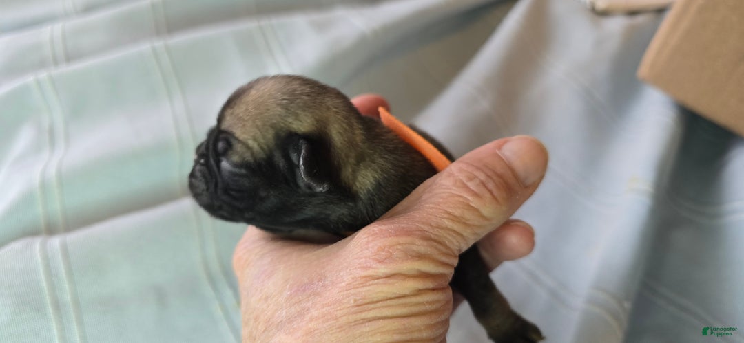 Pug dogs for sale: Nakita - Ad 3