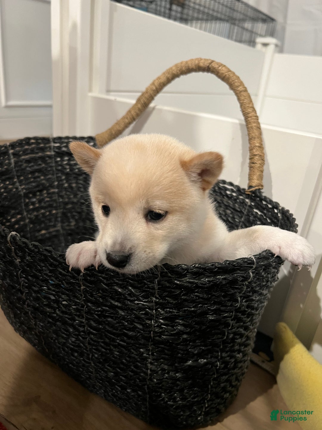Shiba Inu dogs for sale: Shiba Inu Puppy 3 - Ad 2