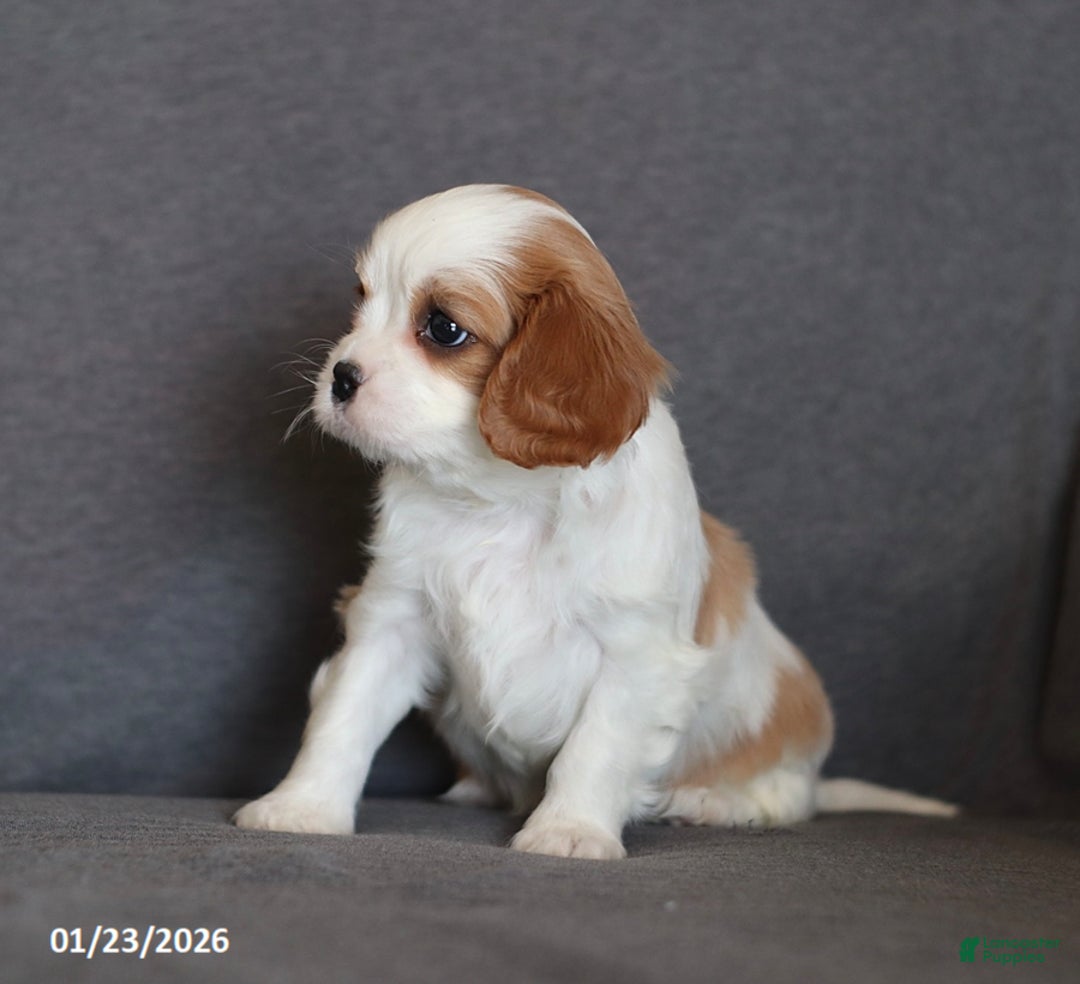 Cavalier King Charles Spaniel dogs for sale: Isaiah - Ad 2