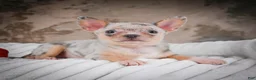 Chihuahua dogs for sale: Phillip - Ad 11