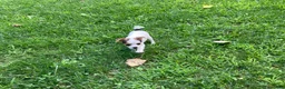 Chihuahua dogs for sale: Willow - Ad 12