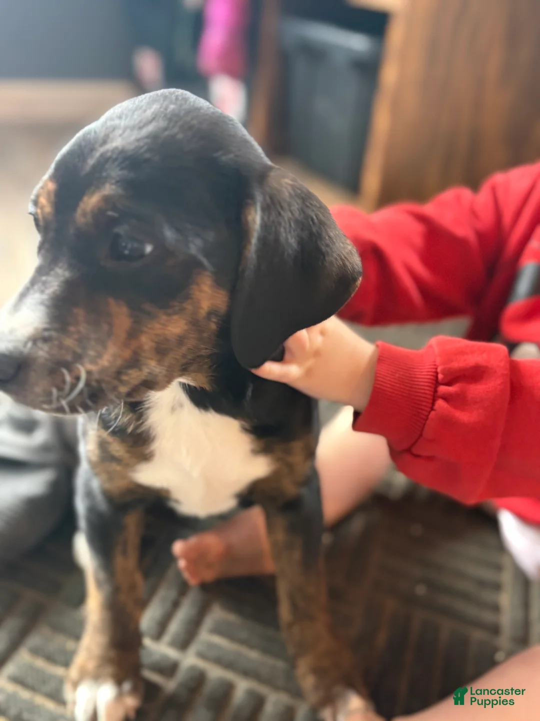 Mixed Breed dogs for sale: Esme - Ad 2