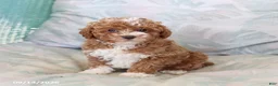 Maltipoo dogs for sale: Silas - Ad 5