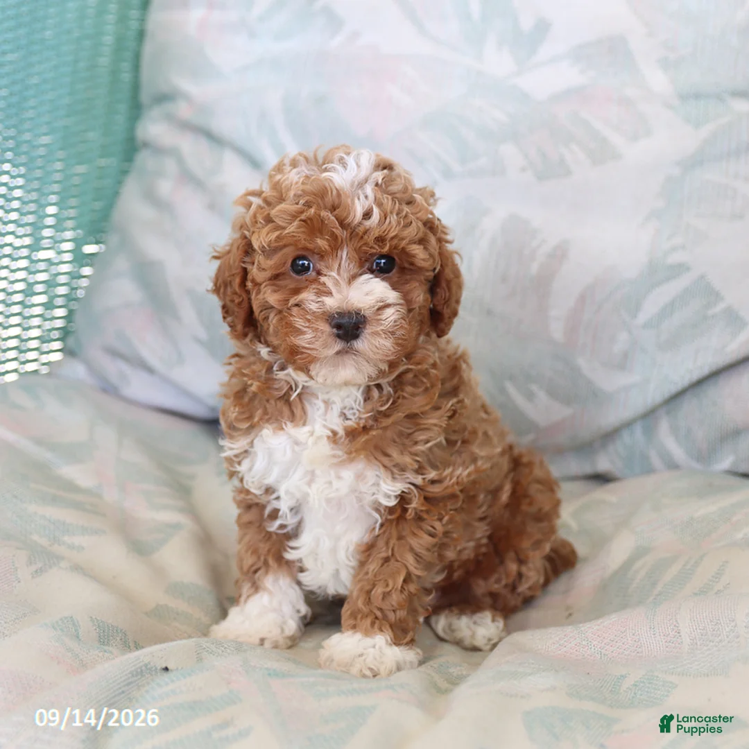 Maltipoo dogs for sale: Silas - Ad 5