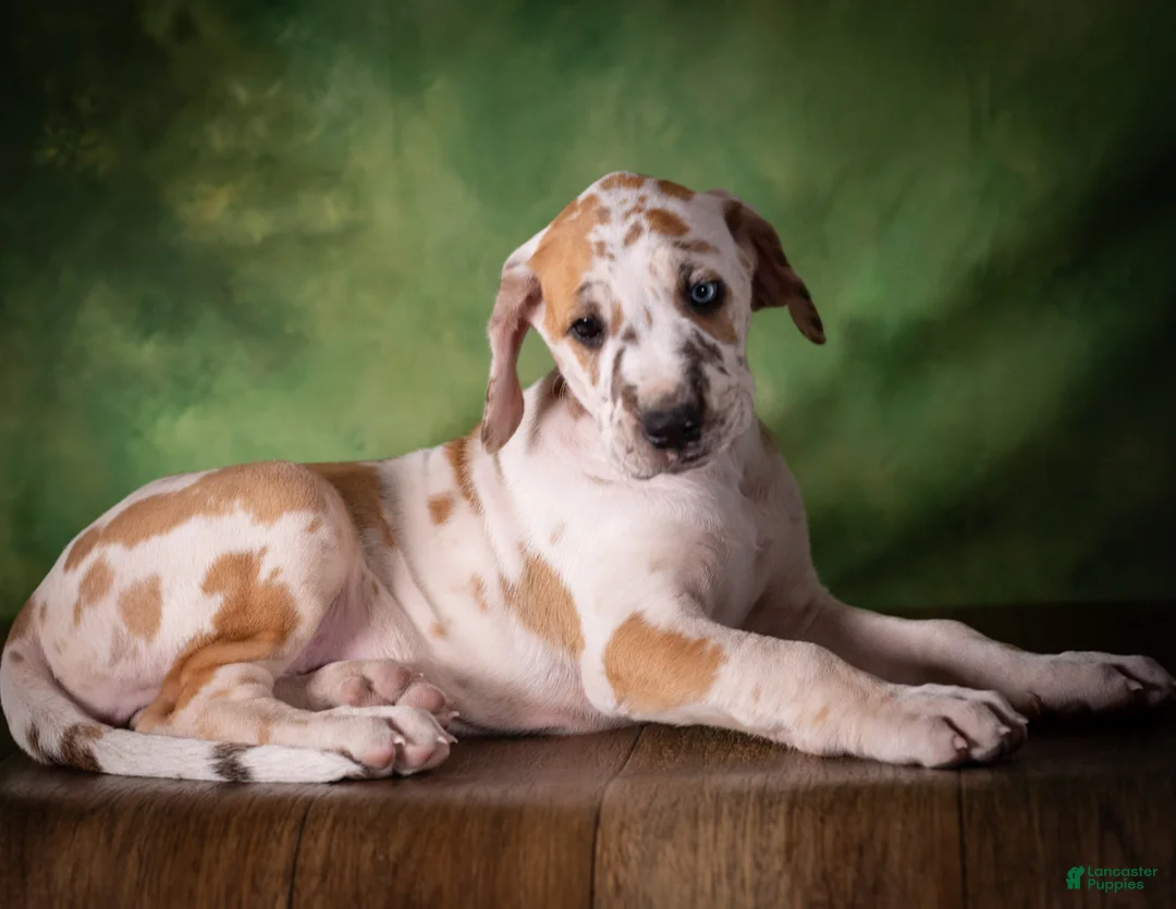 Great Dane dogs for sale: Tiffany - Ad 2