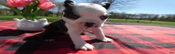 Boston Terrier dogs for sale: Boston Terrier Puppy 2 Malone - Ad 3