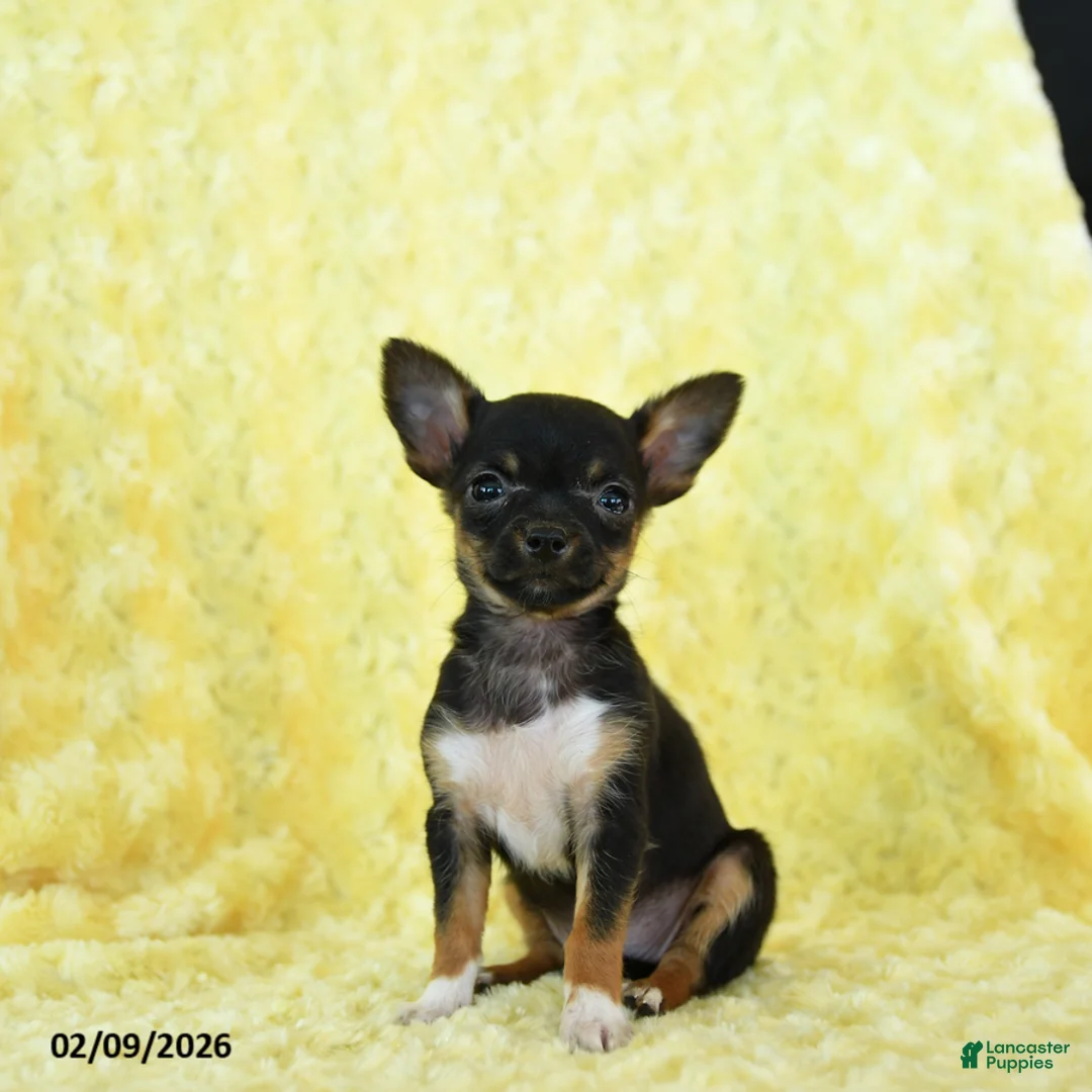 Chihuahua dogs for sale: Rosebud - Ad 4