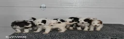 Mini Sheepadoodle dogs for sale: Pepper - Ad 5