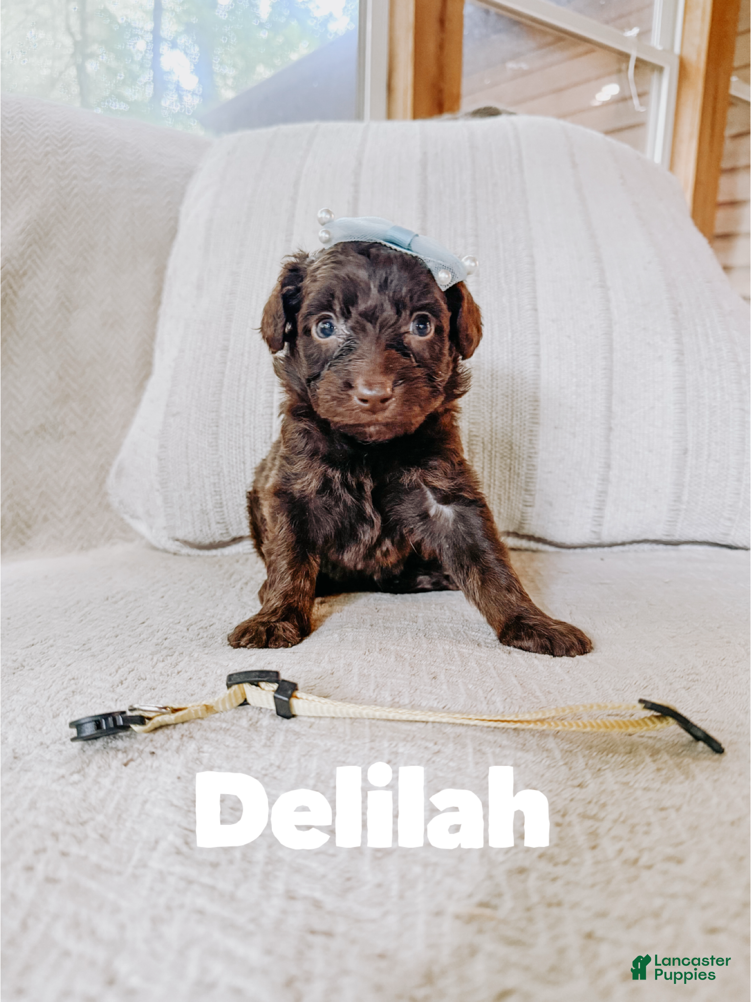 Aussiedoodle dogs Delilah  - Ad 22