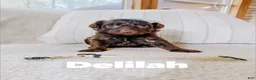 Aussiedoodle dogs for sale: Delilah  - Ad 3