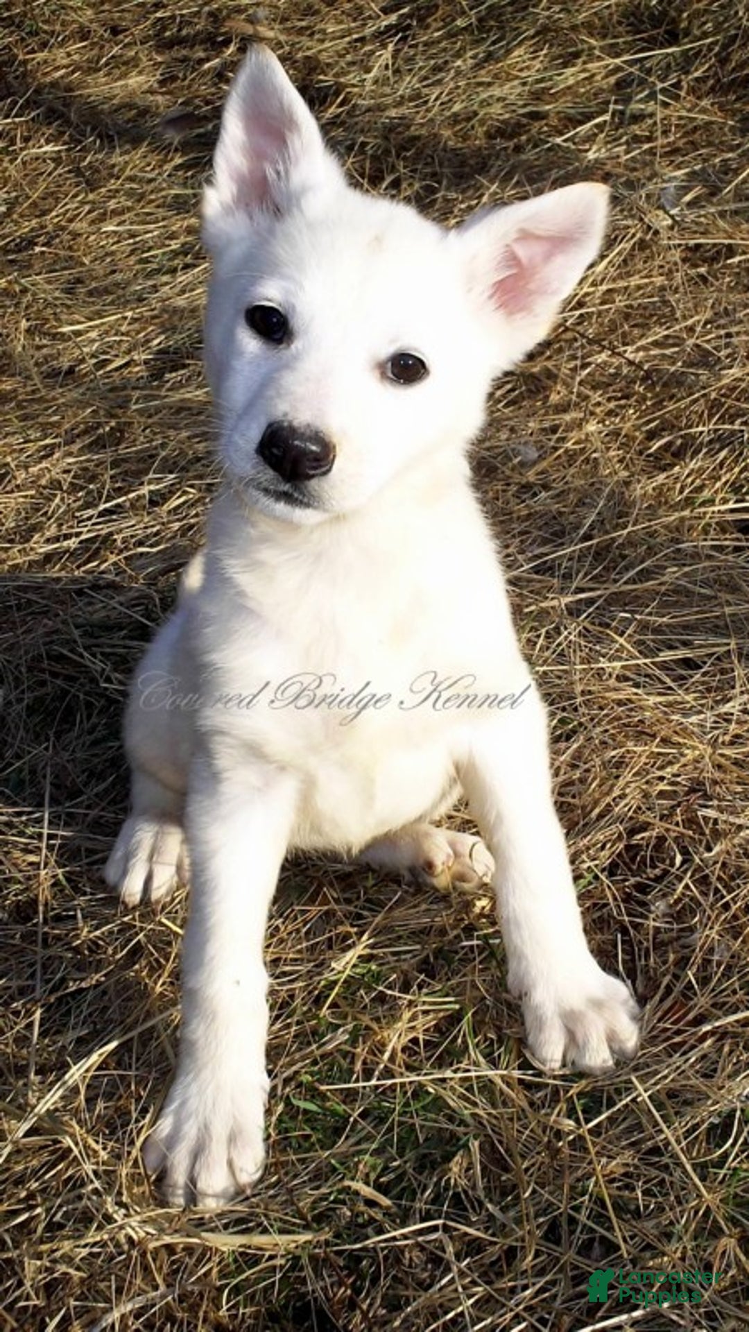 German Shepherd dogs for sale: Chilly - Ad 1