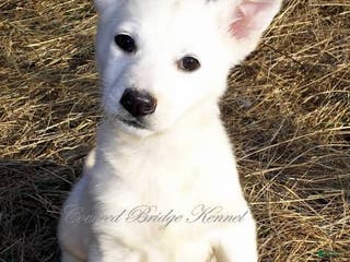 German Shepherd dogs Chilly - Ad 20