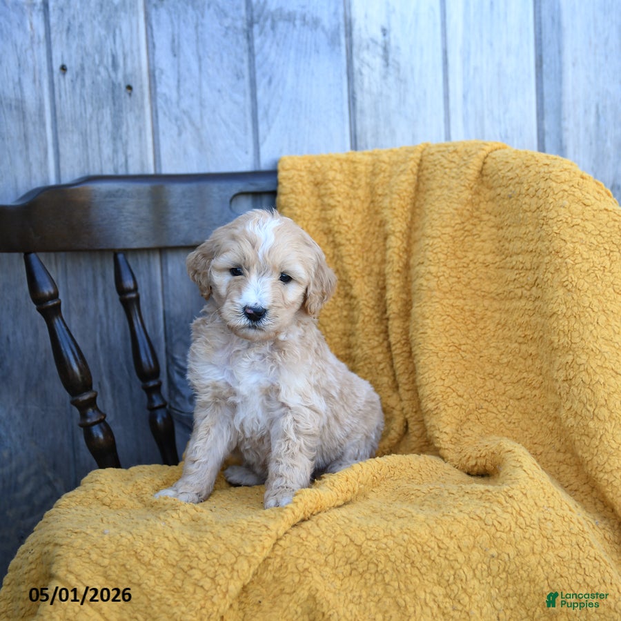 Goldendoodle dogs Mozzarella - Ad 2