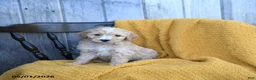 Goldendoodle dogs for sale: Mozzarella - Ad 2