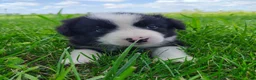 Border Collie dogs for sale: Eco - Ad 2