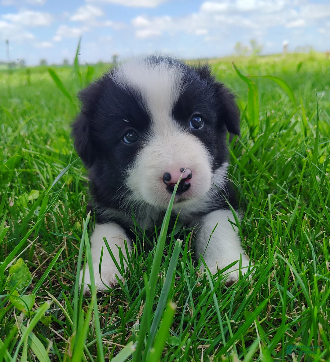 Border Collie dogs for sale: Eco - Ad 2