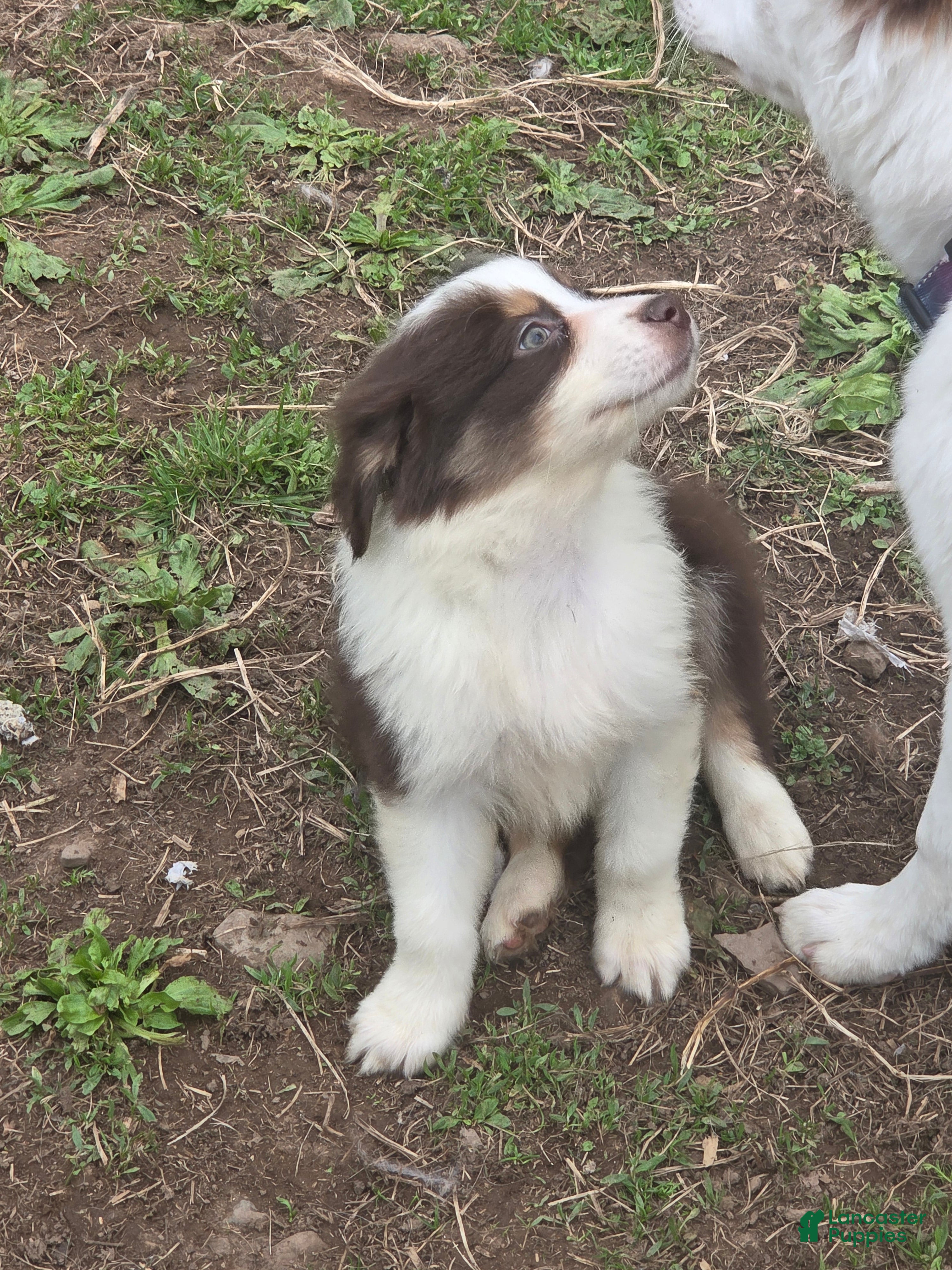 Australian Shepherd dogs Totem - Ad 34