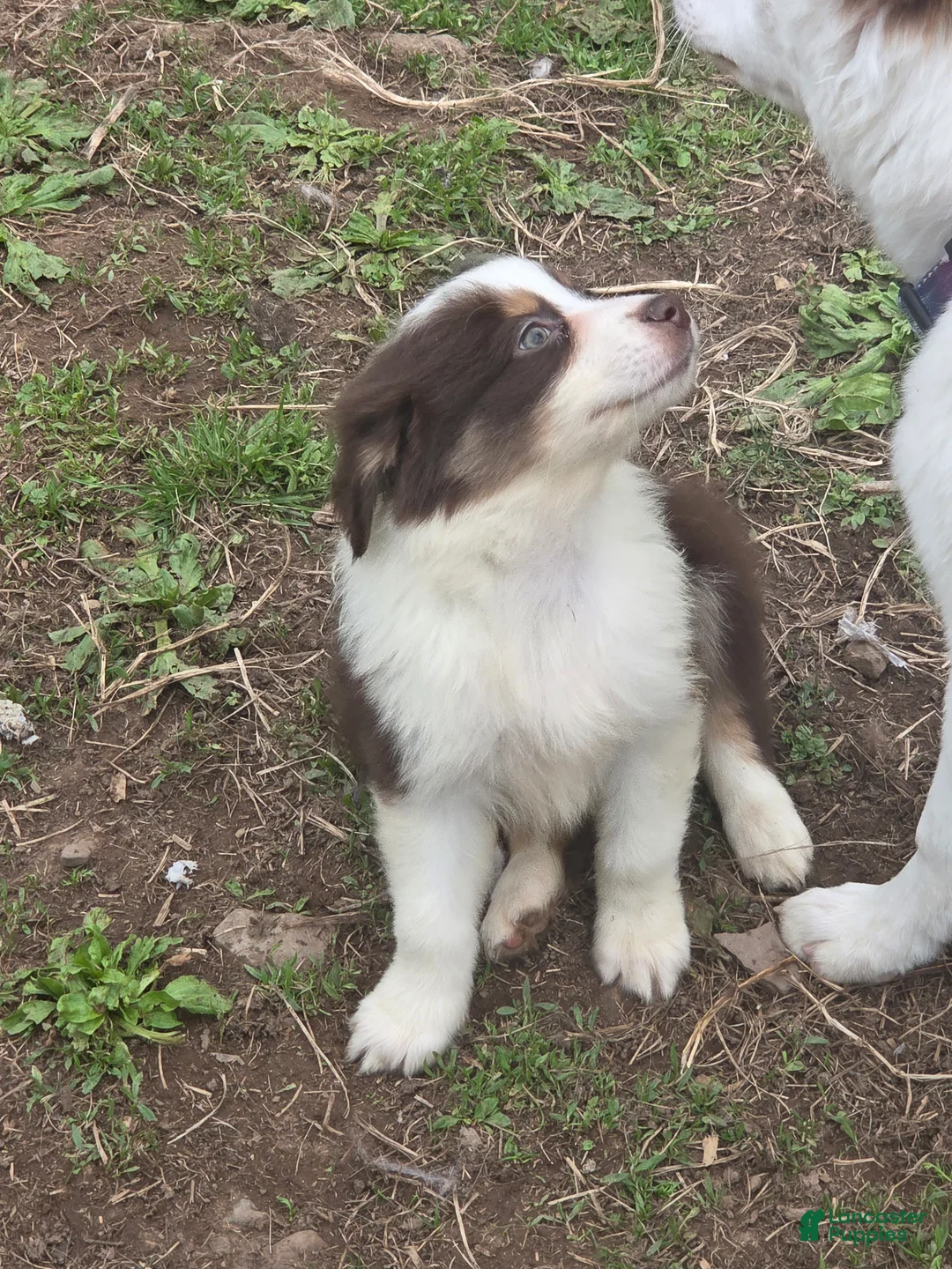 Australian Shepherd dogs for sale: Totem - Ad 1