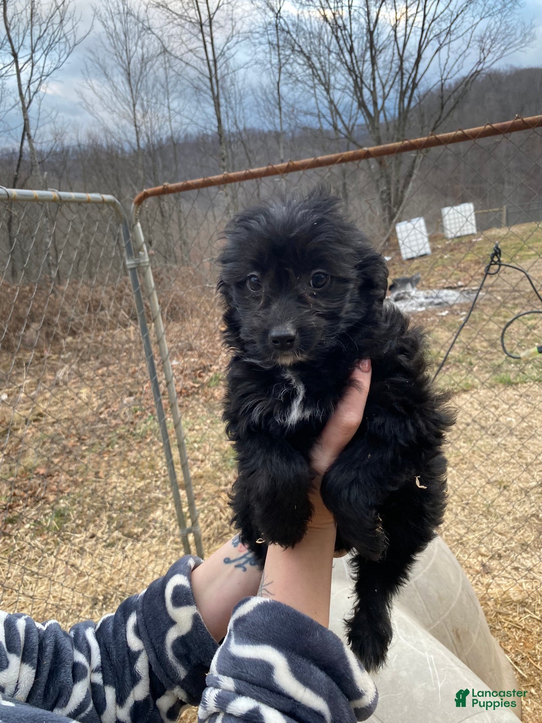 Mixed Breed dogs for sale: Zoey - Ad 2