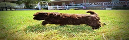 Havapoo dogs for sale: Jolene-LABOR DAY SALE-TAKE $100 OFF!!! - Ad 16