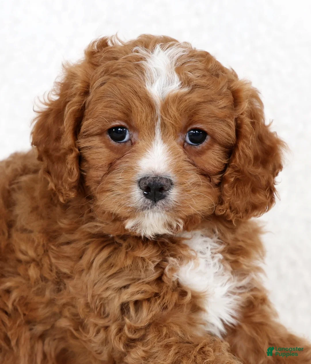 Cavapoo dogs for sale: Callie - Ad 9