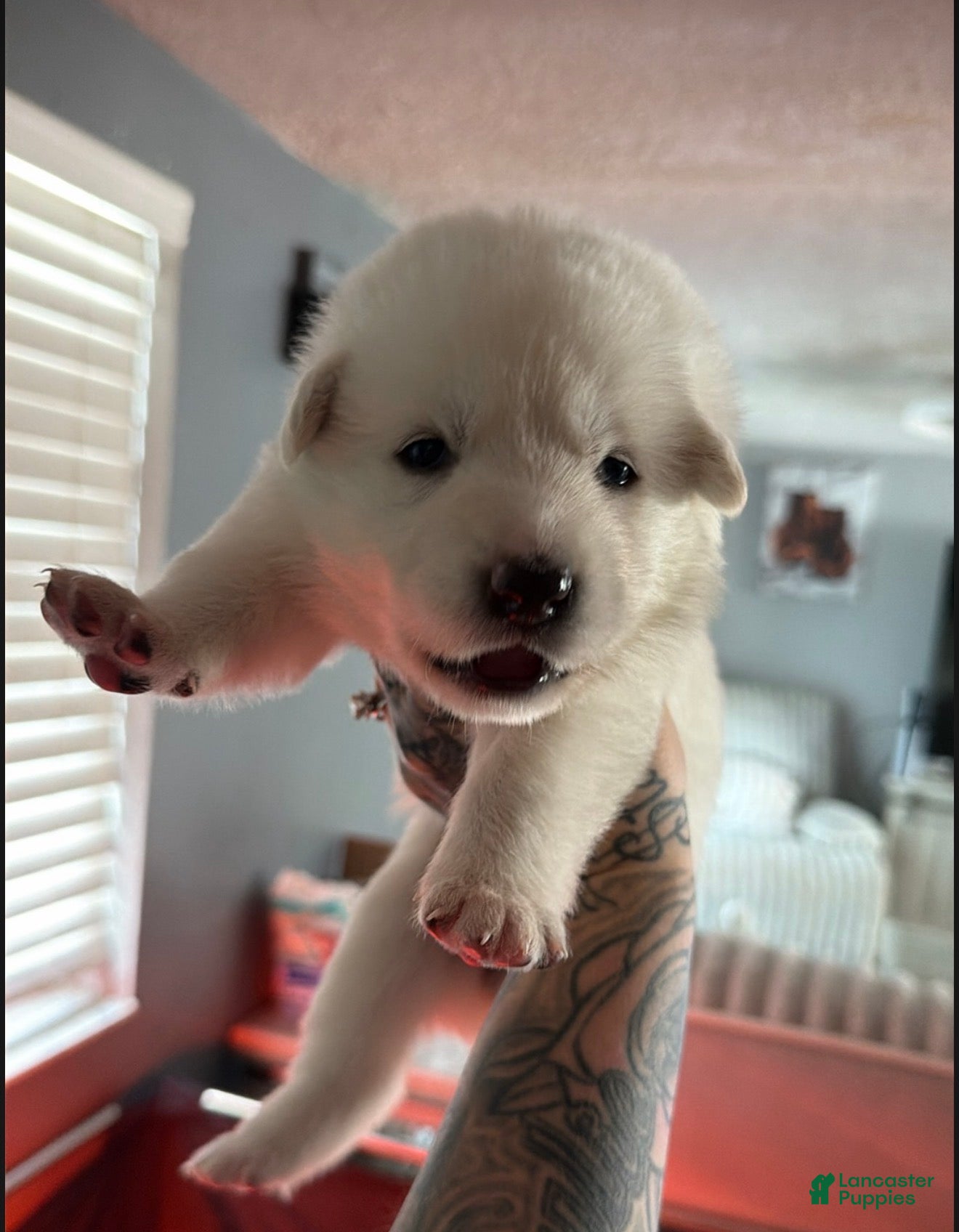 German Shepherd dogs Pink - Ad 15