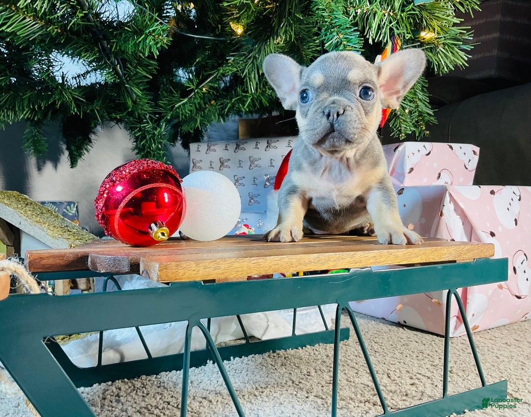 French Bulldog dogs for sale: PABLO - Ad 10