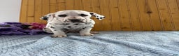 Dalmatian dogs for sale: Trinity - Ad 20
