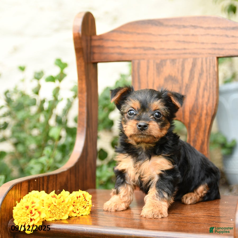 Under $500 Yorkie Puppies For Sale In Under $500 Cheap Yorkshire