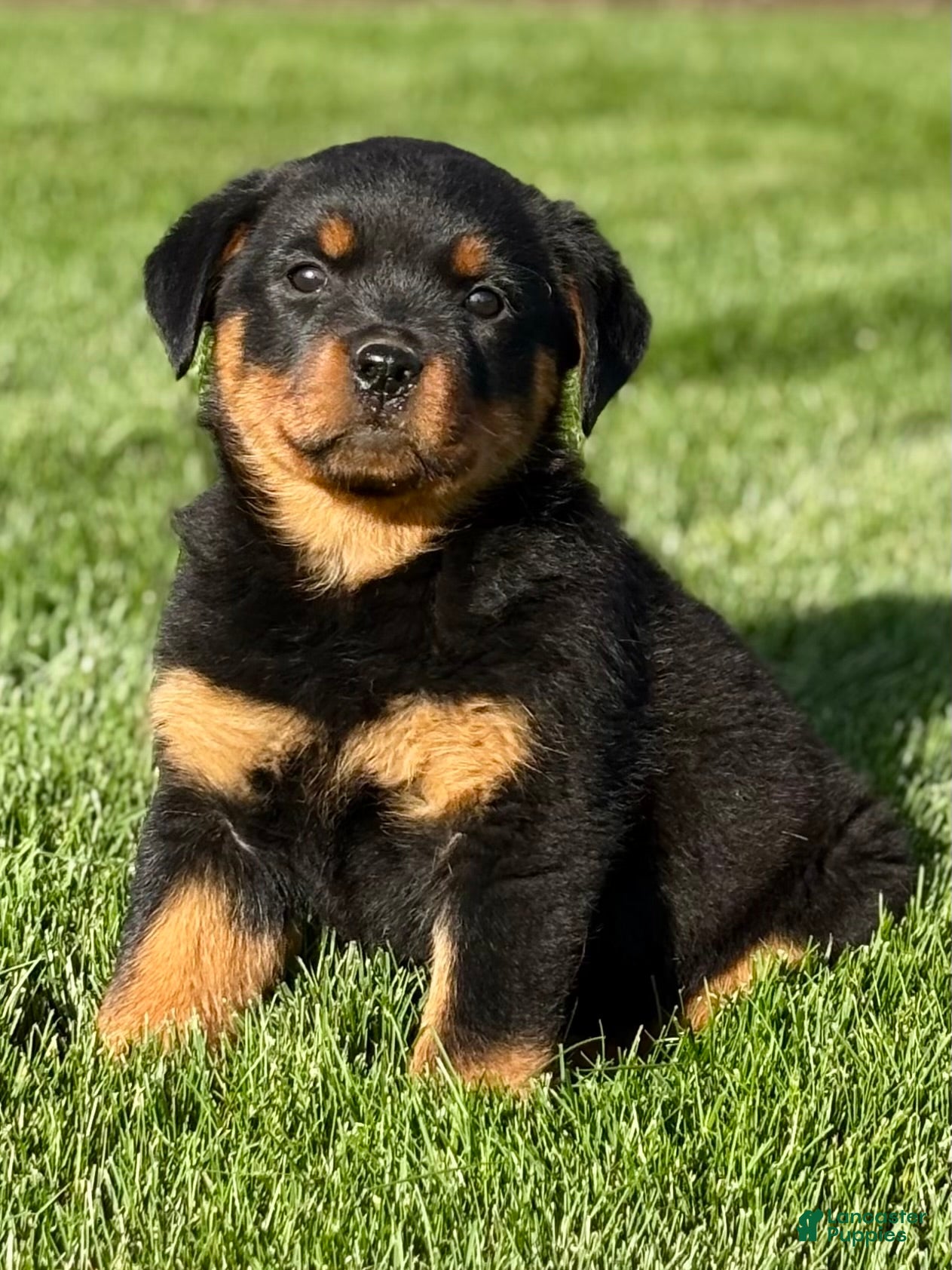 Rottweiler dogs Amber - Ad 1