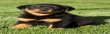 Rottweiler Puppy 2
