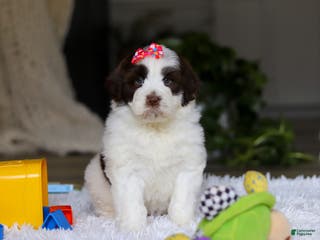 Portuguese Water Dog dogs Jewel - Ad 3